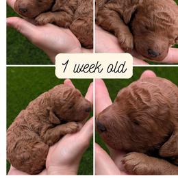 Chunky Monkey - Cream male Goldendoodle puppy in Flagstaff, Arizona from Pat's Poodle Pups & Moore