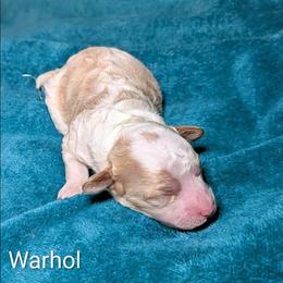 Warhol - Red and white male Cockapoo puppy in Sunset, Louisiana from Cano Cockapoos