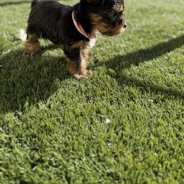 Biewer Terrier, Cavapoo, Cockapoo, Goldendoodle, Poodle, and Yorkshire Terrier Puppies from Pucci Pawfect