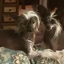 Bonnie - Chinese Crested