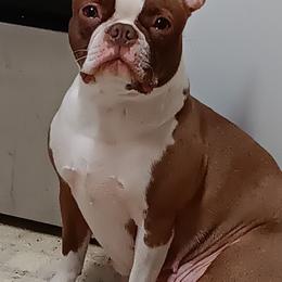 Boston Terrier puppies from Irish Heart Bostons