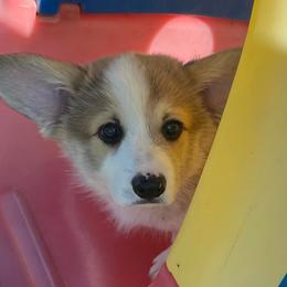 Pembroke Welsh Corgis from Lively Corgis