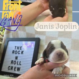 Janis JoplinGirl 3 - Liver white and tan female English Springer Spaniel puppy in Saginaw, Michigan from Kemerer Springers
