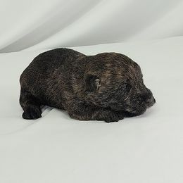 Boy 3 - male Scottish Terrier puppy in San Antonio, Texas from Christie Gregory's Scotties