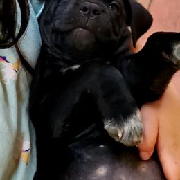 Cane Corso Puppies from King of Kings Cane Corso