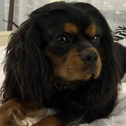 Cavalier King Charles Spaniels from brittany Parkman