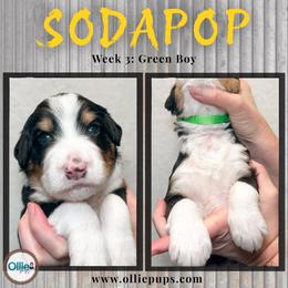 SodaPop - Tri-color male Bernedoodle puppy in Boiling Springs, South Carolina from OlliePups, LLC