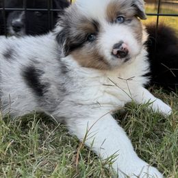 Rodeo queen - Blue merle female Australian Shepherd puppy in Coldwater, Mississippi from Pure Grit Aussies