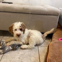 Bagel - Parti female Goldendoodle puppy in Sugarcreek, Ohio from True Hearted Doodles