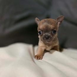 Teeny - Blue fawn male Chihuahua puppy in Royal Center, Indiana from Marvelous Chihuahuas