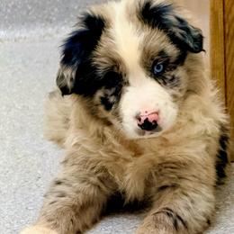Tide - Blue merle male Australian Shepherd puppy in Mineral Wells, Texas from A6 Australian Shepards