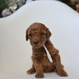 “Maggie” - Poodle puppy from AMC Poodles