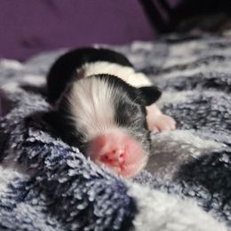 Boy 2 - Black and white male Shih Tzu puppy in Little Falls, Minnesota from Tough Shih