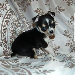 Chihuahua Puppies from Lucky Star Chihuahuas