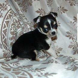 Chihuahua Puppies from Lucky Star Chihuahuas