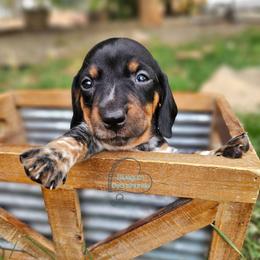 Sabrina black pie girl 2 - Piebald female Dachshund puppy in Herald, California from Bluegum Dachshunds