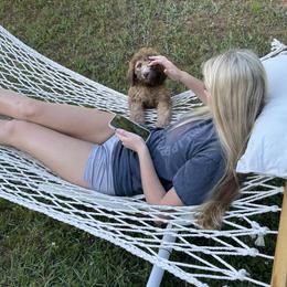Golden Aussiedoodle and Goldendoodle Puppies from Law Doodles of SC