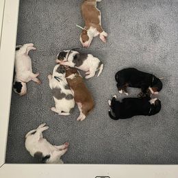 Bernedoodle and Bernese Mountain Dog Puppies from Michigans Bernedoodle’s