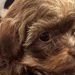 Havanese and Russian Tsvetnaya Bolonkas from Alchemy Havanese