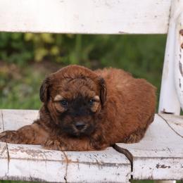 Paris - Wheaten male Whoodle puppy in West Bend, Iowa from Blue Skies Terriers