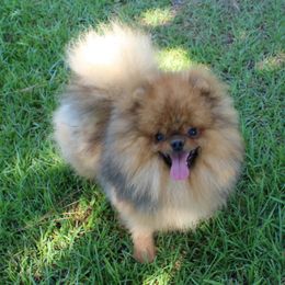 Pomeranian All Grown Up from Royal Tee Poms