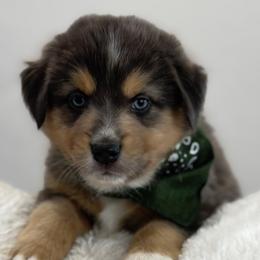 Boy 3 - male Australian Shepherd puppy in Benicia, California from Aussie-Love