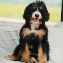 Shadow (socialization program student) - Tri-color female Bernedoodle puppy in Dundee, Ohio from Down Home Doodle