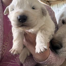 Male 4 - White male Maremma Sheepdog puppy in New Auburn, Wisconsin from Cordell Corgis