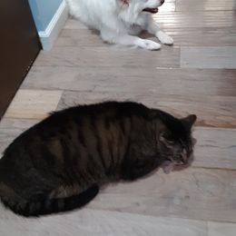 American Eskimo Dog All Grown Up from Turks Eskis