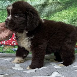Brown Irish - Brown female Newfoundland puppy in Squaw Valley, California from Bear Mountain