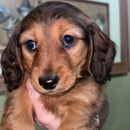 Alena (RUSSIAN LINES) - Red female Dachshund puppy in Goldthwaite, Texas from Mini Mama Dachshunds