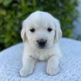 Pink Collar Girl - Light golden female Golden Retriever puppy in Utah from Deseret Peak Goldens