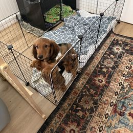 Dachshund Puppies from Blarneydachs Dachshunds