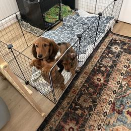 Dachshund Puppies from Blarneydachs Dachshunds