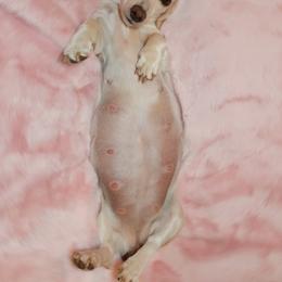 Athena - Dachshund