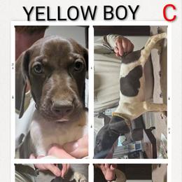 Boy 2 - White and liver male German Shorthaired Pointer puppy in Cadiz, Kentucky from Jenny Ridge Kennels