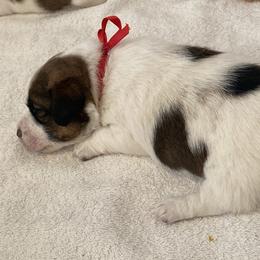 Golden Retriever and Jack Russell Terrier Puppies from Shelby Burleson's Golden Retrievers and Jack Russell Terriers
