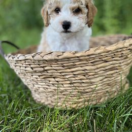 Boy 4 - male Cavapoo puppy in Englewood, Ohio from Hart’s Cavapoos