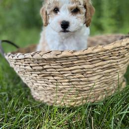 Boy 4 - male Cavapoo puppy in Englewood, Ohio from Hart’s Cavapoos