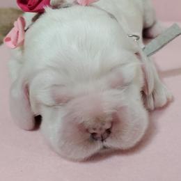 Cocker Spaniel Puppies from Chloe's Cocker Spaniels