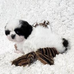 AKC Loki - Black and white male Shih Tzu puppy in Greenville, South Carolina from Babyface Shih Tzu