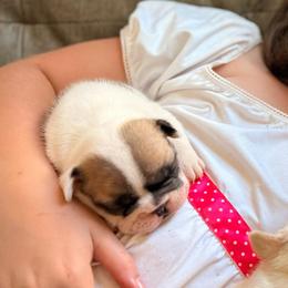 Girl 2 - Tricolors female French Bulldog puppy in Opelika, Alabama from Fancy Face Frenchies