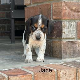 Jace - Black tan and bluetick male Beagle puppy in Mansfield, Missouri from Rippee Creek Kennel