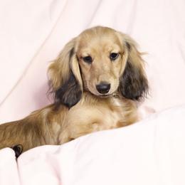 Melly 5000dollars - Cream female Dachshund puppy in Crystal, Michigan from Mare-bella Dachshunds