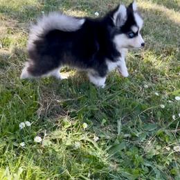 Pomsky Puppies from Dollhouse Pomskies