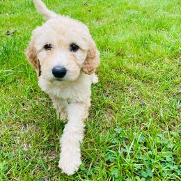 Bernedoodle and Goldendoodle Puppies from Owen Doodles