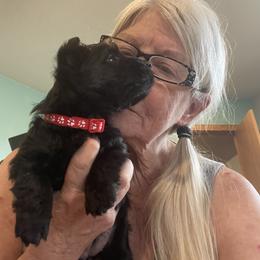 Red collar - Black female Scottish Terrier puppy in Brule, Nebraska from Scottyland Yard
