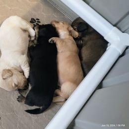Dachshund Puppies from Weiners on a Hill