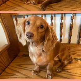 Luna - Dachshund