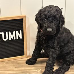 Goldendoodle Puppies from Jonesin for Doodles